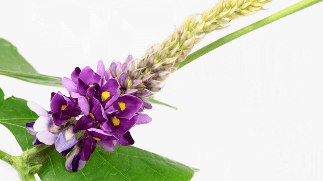 Pueraria Mirifica Flower