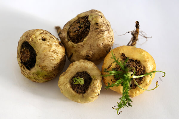 maca root