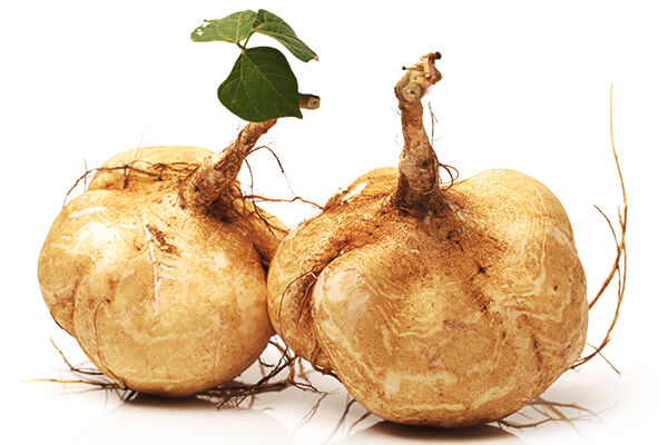 pueraria mirifica